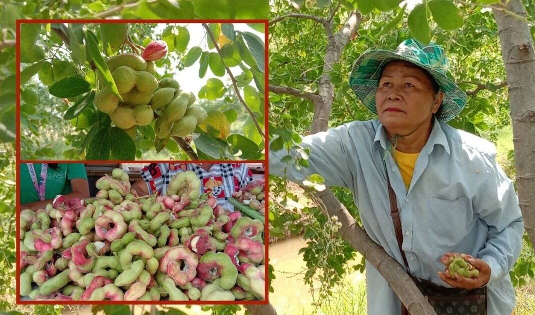 ยิ้มออก! เกษตรกรเมืองคง ปลูกมะขามเทศเพชรโนนไทย ขาย 3 เดือนโกยเงินแสน
