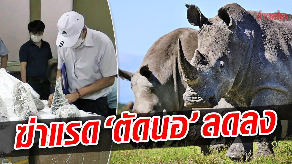 แอฟริกาใต้เผย “ฆ่าแรดตัดนอ” ลดลง-หลังทุกฝ่ายร่วมมือจริงจัง