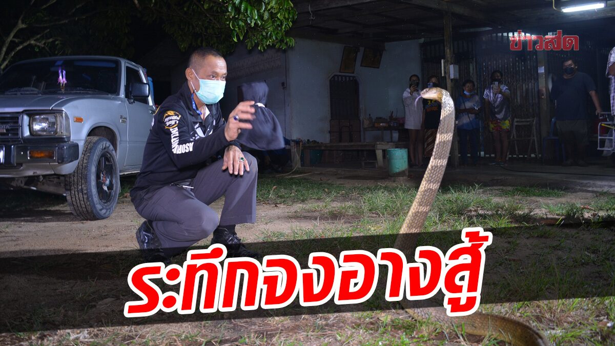 ระทึก จงอางยักษ์ หมารุมหนีซุกใต้ท้องรถ แผ่แม่เบี้ยฉกสู้ ทีมพิทักษ์งู ... ระทึก จงอางยักษ์ หมารุมหนีซุกใต้ท้องรถ แผ่แม่เบี้ยฉกสู้ ทีมพิทักษ์งู ...