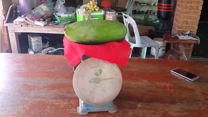 ฮือฮา มะม่วงยักษ์ หนักเกือบ 2 กิโลกรัม เจ้าของตาดี เห็นเลขโผล่ ลั่น เกิดมาไม่เคยเจอ