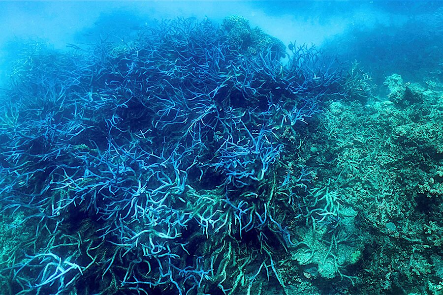 แนวปะการัง น้ำทะเล สีฟ้า เขียว