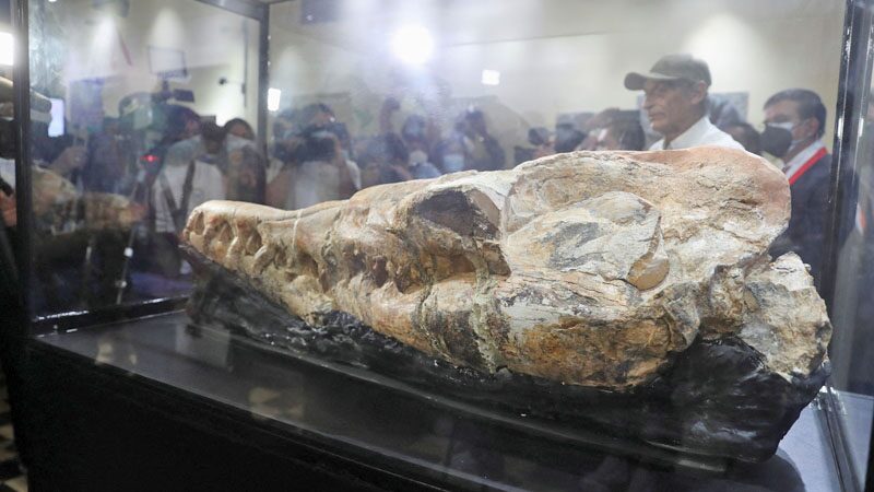 เปรูอวดฟอสซิล “กะโหลกวาฬดึกดำบรรพ์”