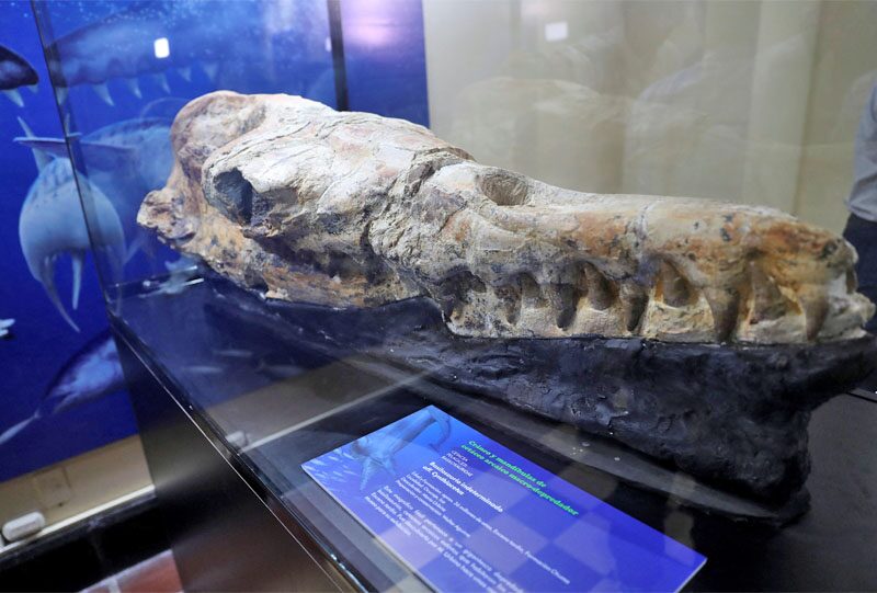 เปรูอวดฟอสซิล “กะโหลกวาฬดึกดำบรรพ์”