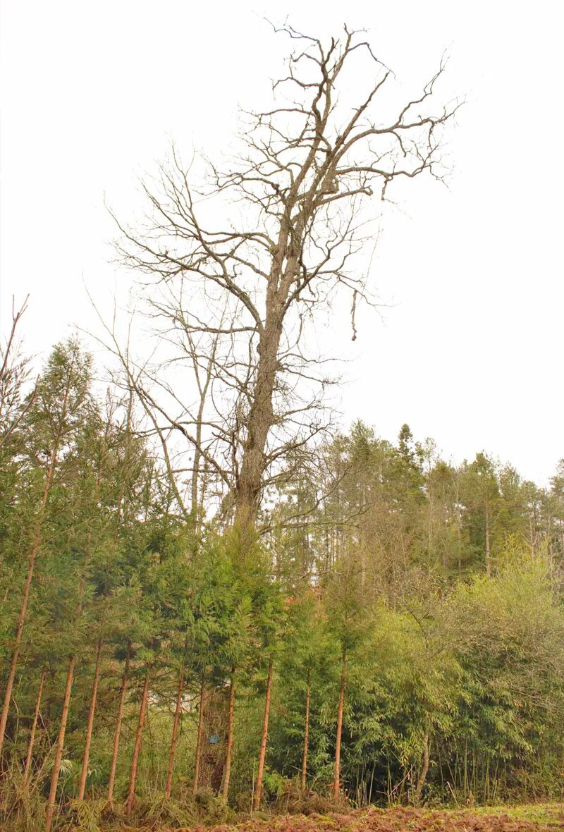 ชุบชีวิต “ต้นไม้โบราณ-ล้ำค่า” กว่า 700 ต้น!