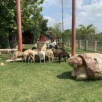 มองอย่างเซียน : สายตรงพญาเต่าเรือน หลวงปู่หลิว