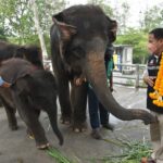 สวนสัตว์เขาเขียว เปิดตัวสมาชิกใหม่”ลูกช้างน้อย” ต้อนรับวันช้างไทย