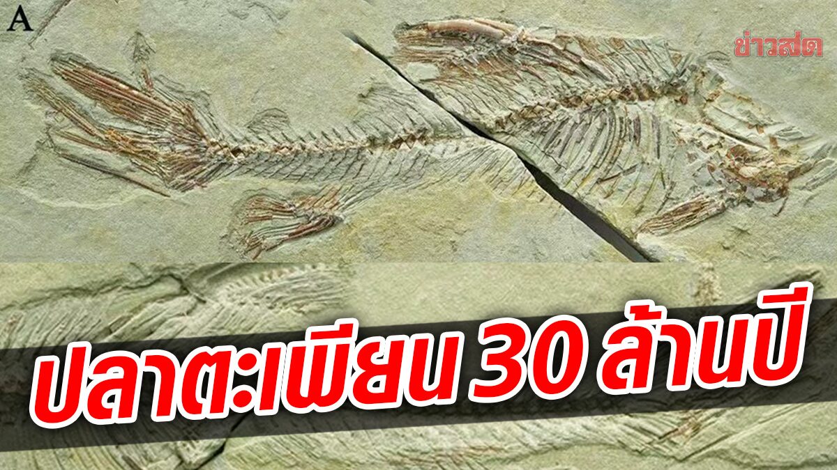 พบฟอสซิลปลาพันธุ์ใหม่ “ญาติตะเพียน” เมื่อ 30 ล้านปีก่อนในที่ราบสูงชิงไห่-ทิเบต