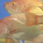 ซีพีเอฟ ยกระดับการเลี้ยงปลารูปแบบ CARE Aquaculture Model สร้างความปลอดภัยทางอาหารและสิ่งแวดล้อม