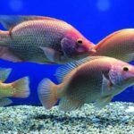 ซีพีเอฟ ยกระดับการเลี้ยงปลารูปแบบ CARE Aquaculture Model สร้างความปลอดภัยทางอาหารและสิ่งแวดล้อม