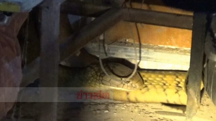 ผงะจงอาง