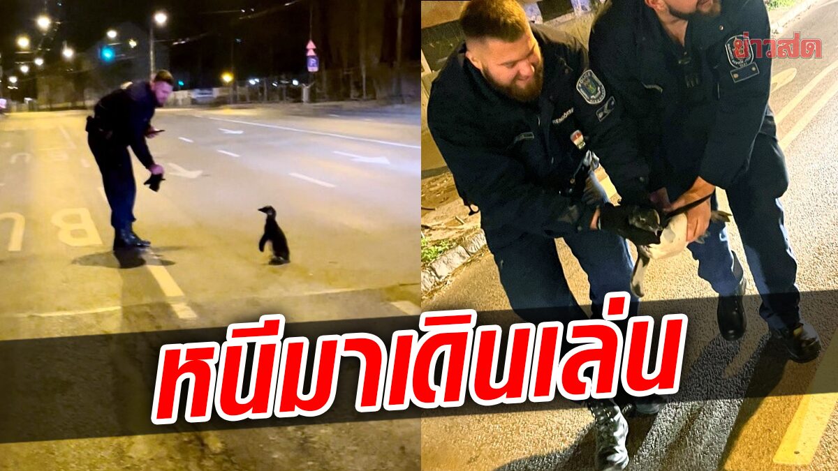สุดป่วน! เพนกวินตัวน้อยหนีสวนสัตว์ โผล่เดินเล่นกลางถนน ตำรวจตามจับวุ่น