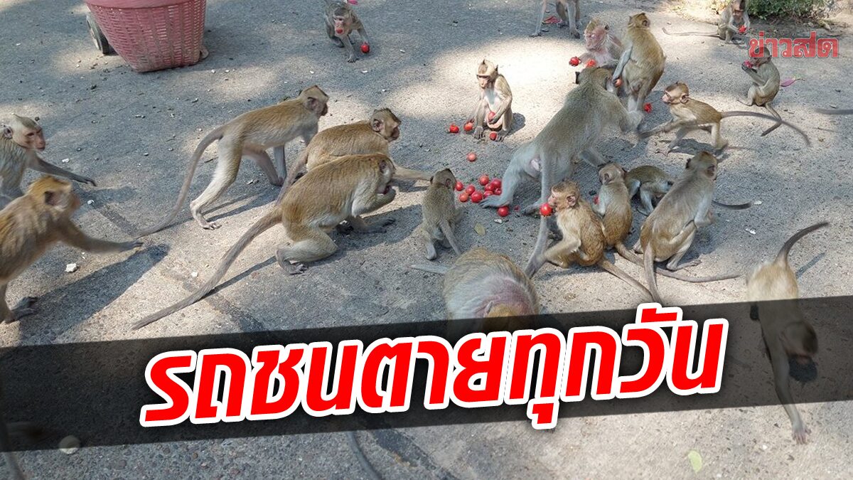 วอนช่วย ‘ลิงแสม’ 3 พันตัว หิวโซ ต้องมาขออาหารข้างถนน รถชนตายทุกวัน