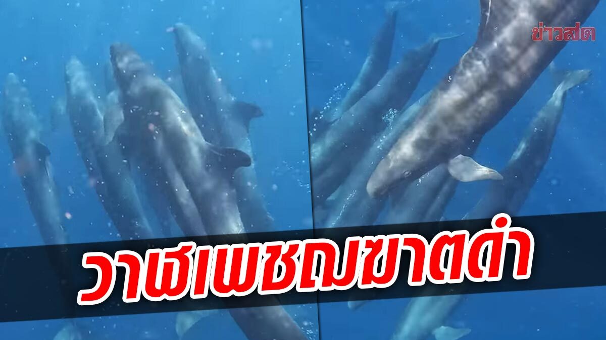 ตื่นตา! ฝูง “วาฬเพชฌฆาตดำ” โผล่เกาะสุรินทร์ ‘อ.ธรณ์’ เผยคลิปชัดสุดที่เคยเห็นในไทย