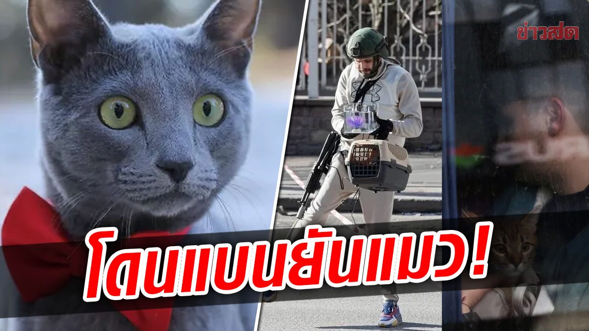 International Cat Federation Bans 'Russian Cats' Following Heavy