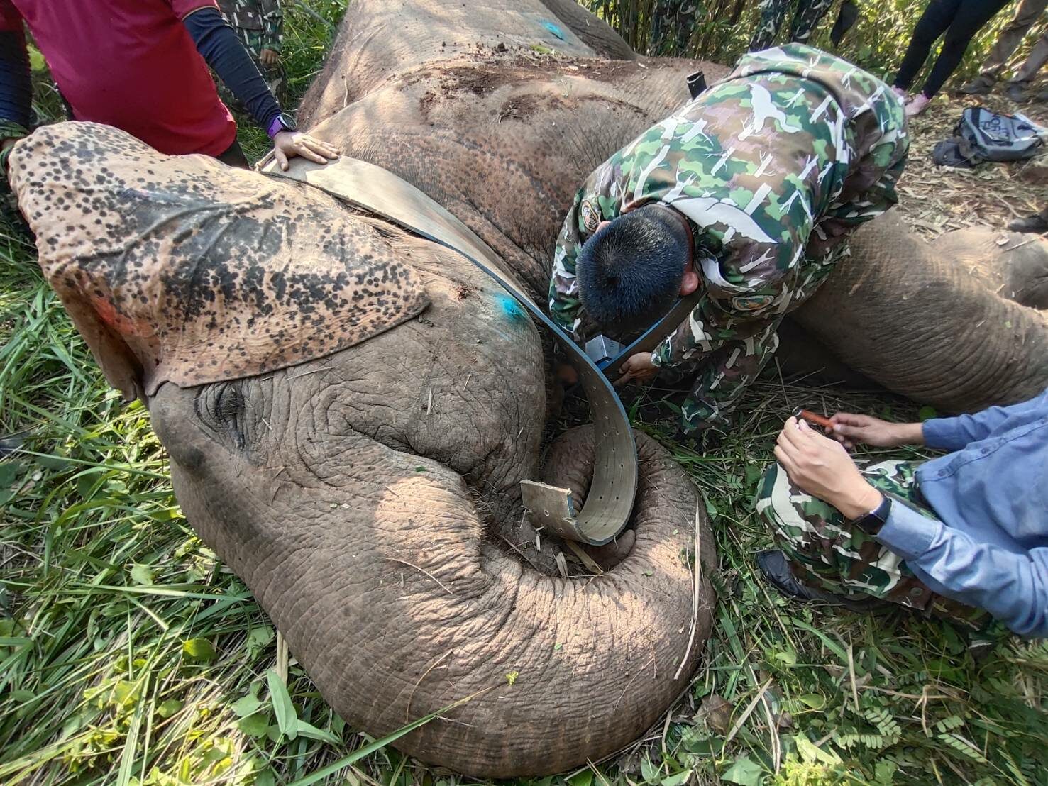 กรมอุทยานฯ ติด GPS Collar ช้างป่าภูหลวง ติดตามพฤติกรรม-การเคลื่อนที่