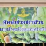 ทัพฟ้าช่วยชาวสวน รับซื้อมะม่วง 5 ตัน บรรเทาความเดือดร้อนเกษตรกร