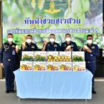 ทัพฟ้าช่วยชาวสวน รับซื้อมะม่วง 5 ตัน บรรเทาความเดือดร้อนเกษตรกร
