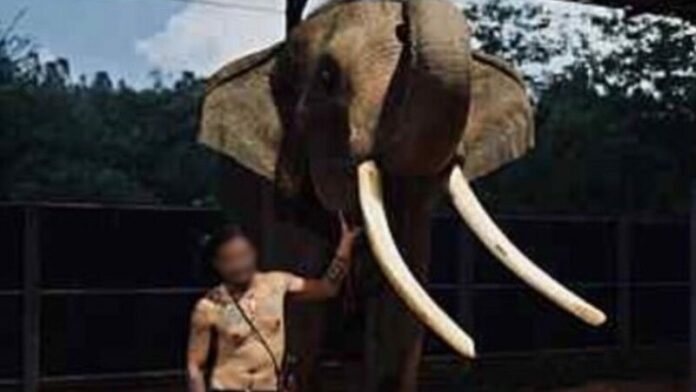 ปางช้าง