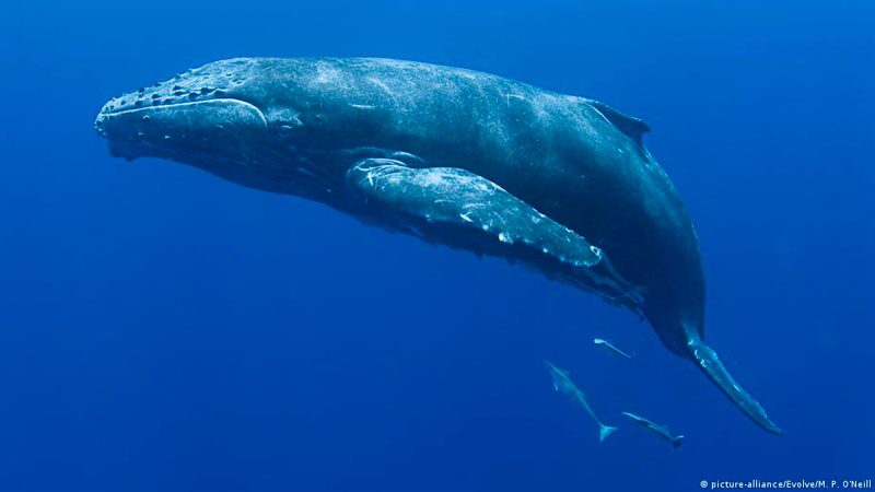 เรือแล่น “สะดุดวาฬ”