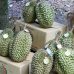 กรมส่งเสริมการเกษตรทุ่มเต็มร้อย Zero Covid จัดใหญ่“Eastern Monthong Best Quality เปิดฤดูกาลหมอนทอง ดีเลิศที่คุณภาพ ดีเยี่ยมเพื่อส่งออก” 