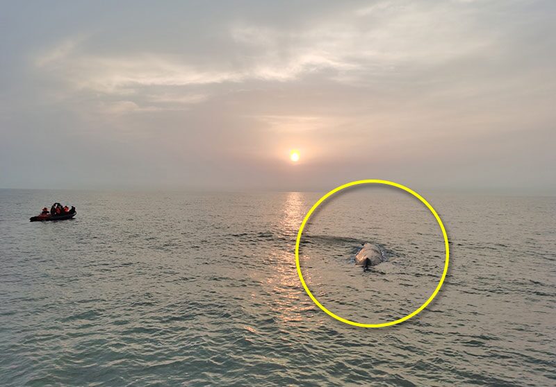 “วาฬยักษ์” เกยตื้น กว่า 20 ชั่วโมงไม่ท้อ-กลับลงทะเลสำเร็จ