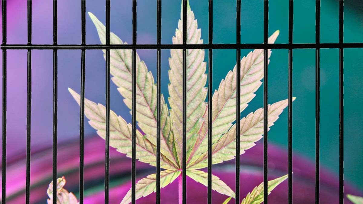 ปลดล็อกกัญชา 9 มิ.ย. คนต้องโทษขาย นำเข้า เสพ ครอบครอง เฮพ้นผิดทั้งหมด