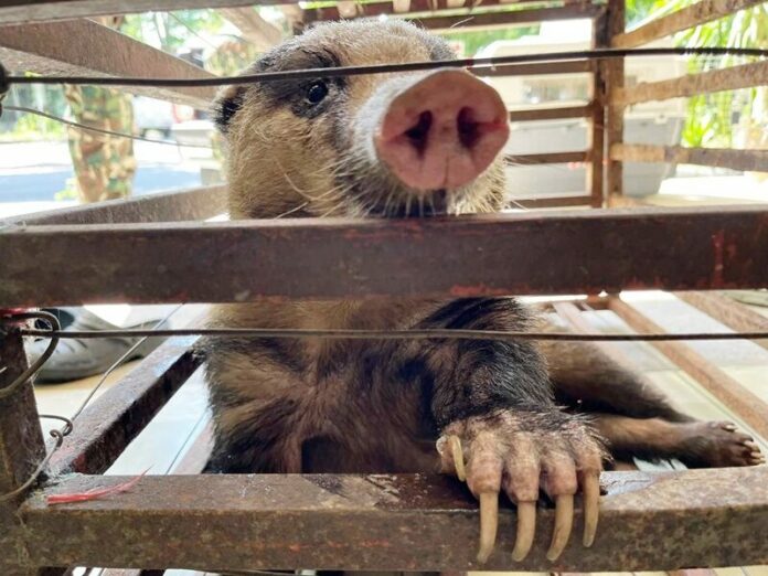 หมูหริ่ง  