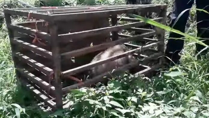 ช่วยหมูหริ่ง 