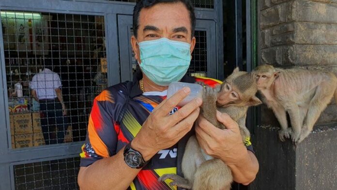 ลิงลพบุรี