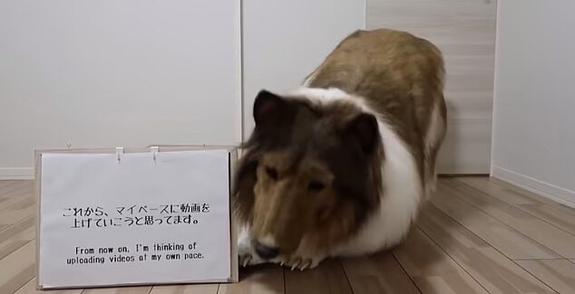 คอลลี่