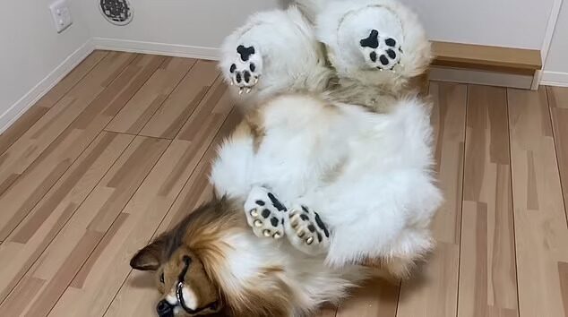 คอลลี่
