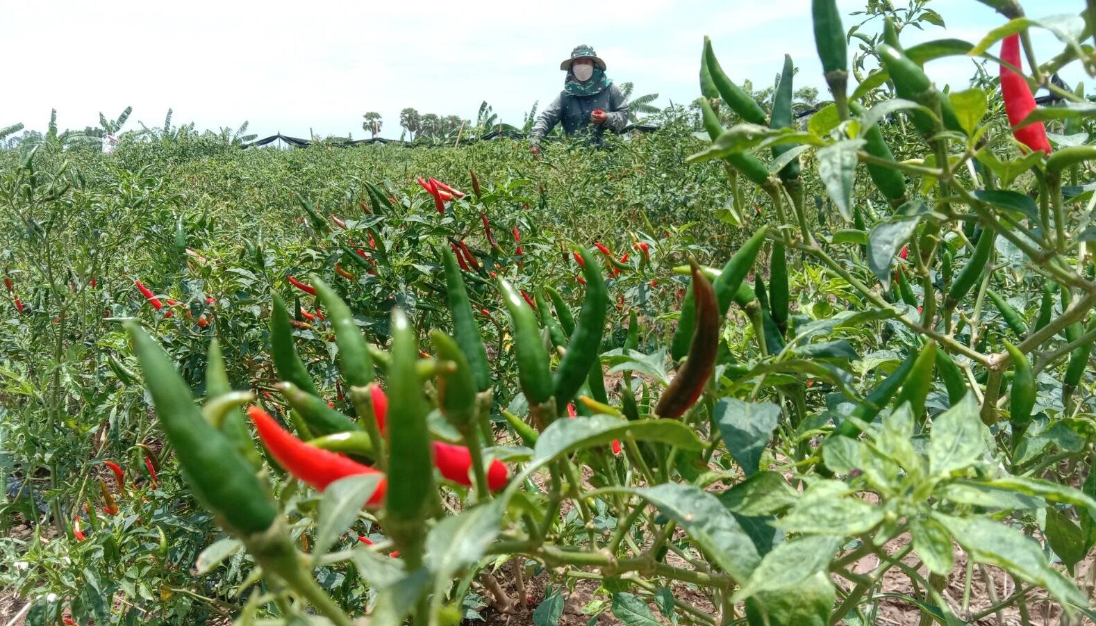ชาวสวนพริก อำเภอพิมาย ปรับราคาพริกหน้าสวนขึ้น10บาท หลังราคาน้ำมันปรับสูง