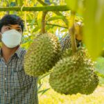 ‘โลตัส’ รับซื้อทุเรียนจากเกษตรกร 3 ล้านกิโลฯ จัดเทศกาลทุเรียนในไฮเปอร์มาร์เก็ต 236 สาขาทั่วประเทศ 