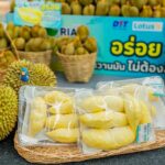 ‘โลตัส’ รับซื้อทุเรียนจากเกษตรกร 3 ล้านกิโลฯ จัดเทศกาลทุเรียนในไฮเปอร์มาร์เก็ต 236 สาขาทั่วประเทศ 