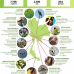 ปฏิบัติการสำรวจธรรมชาติในเมือง (City Nature Challenge 2022)   พบสิ่งมีชีวิตหายาก และใกล้สูญพันธ์มากกว่า 2,244 ชนิด