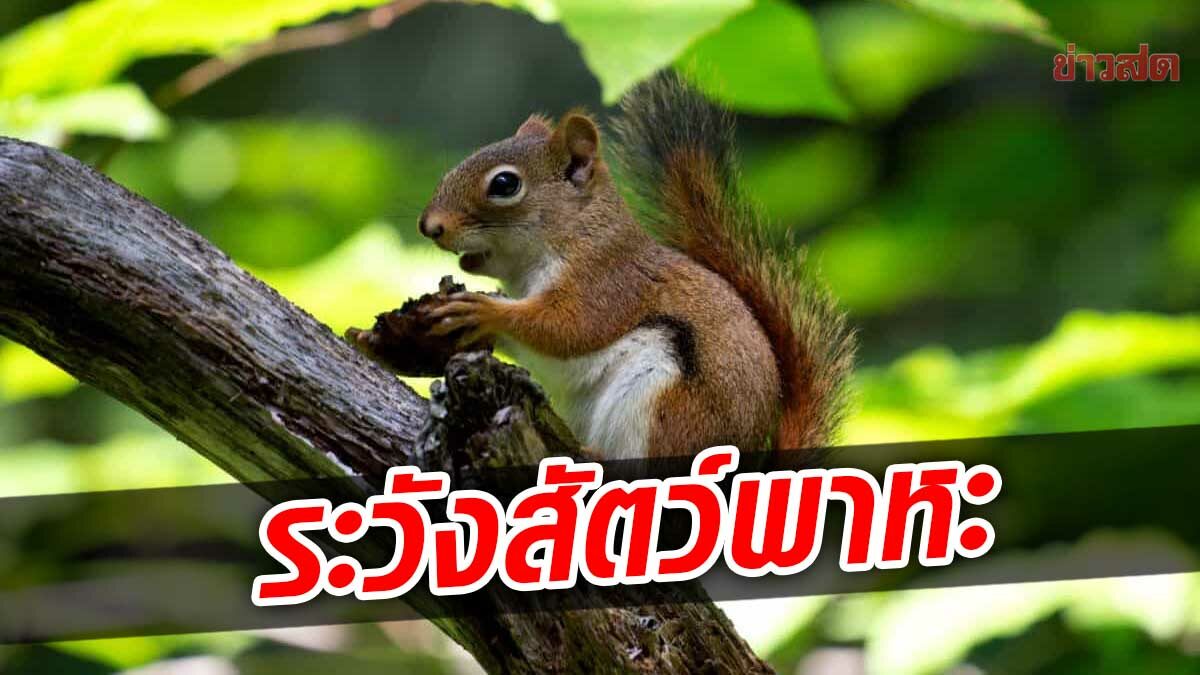 อุทยานฯ คุมเข้มด่านตรวจสัตว์ป่า สกัด ฝีดาษลิง แนะเลี่ยงจับสัตว์ฟันแทะ