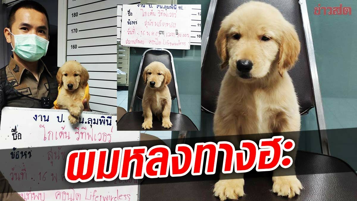 เอ็นดู โกเด้น รีทีฟเวอร์ หลงทาง สายตรวจดูแลอย่างดีประกาศหาเจ้าของ