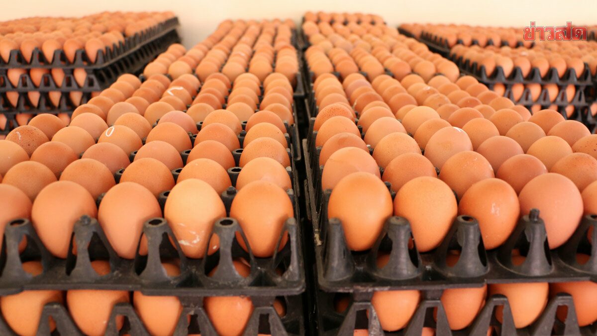ย้ำระวัง! ไข่ขายถูก 2 แผง 100 เหตุอาจใกล้หมดอายุ ตอกลงกระทะเน่า