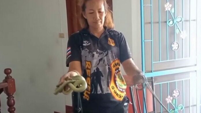 งูเขียว