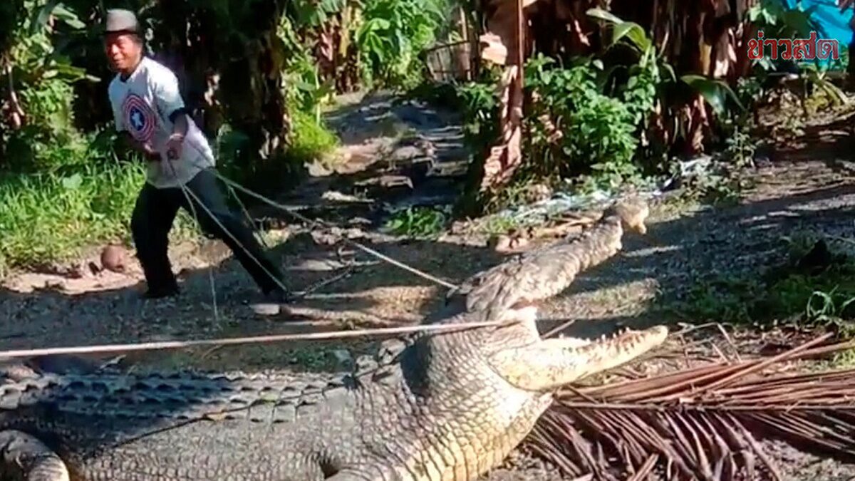 поймать в одиночку