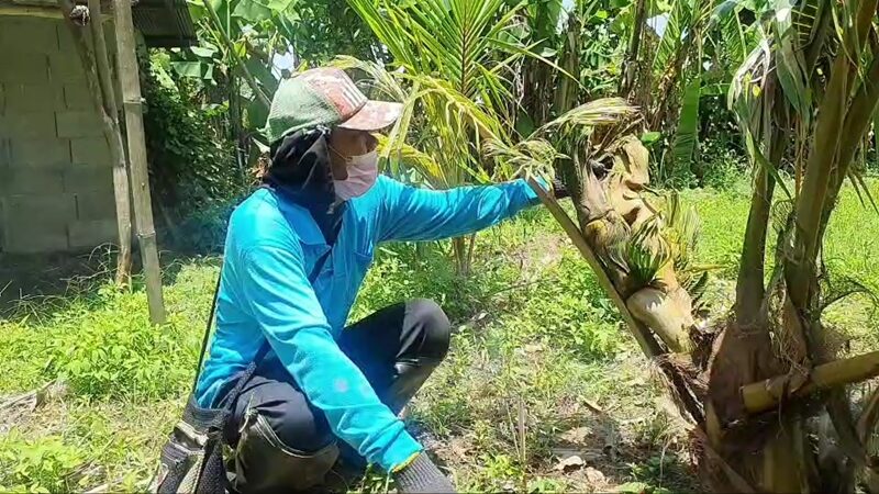 พญานาค โผล่ต้นมะพร้าวในสวนพื้นที่ อ.เมือง จ.พะเยา อยู่ใกล้โบราณสถานเก้าแก่กว่า 1,000 ปี