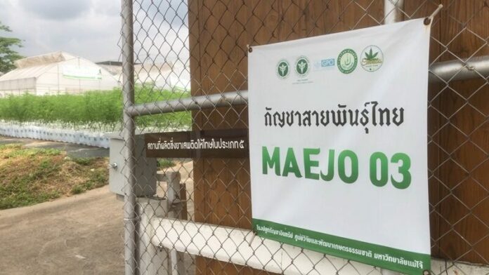 แม่โจ้03
