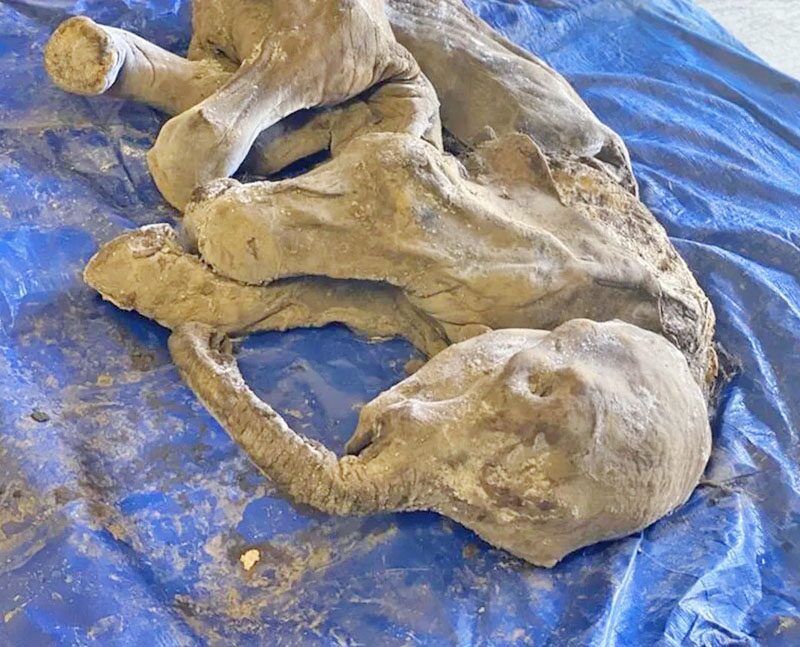 In a Canadian gold mine, more than 30,000 years old - almost complete.