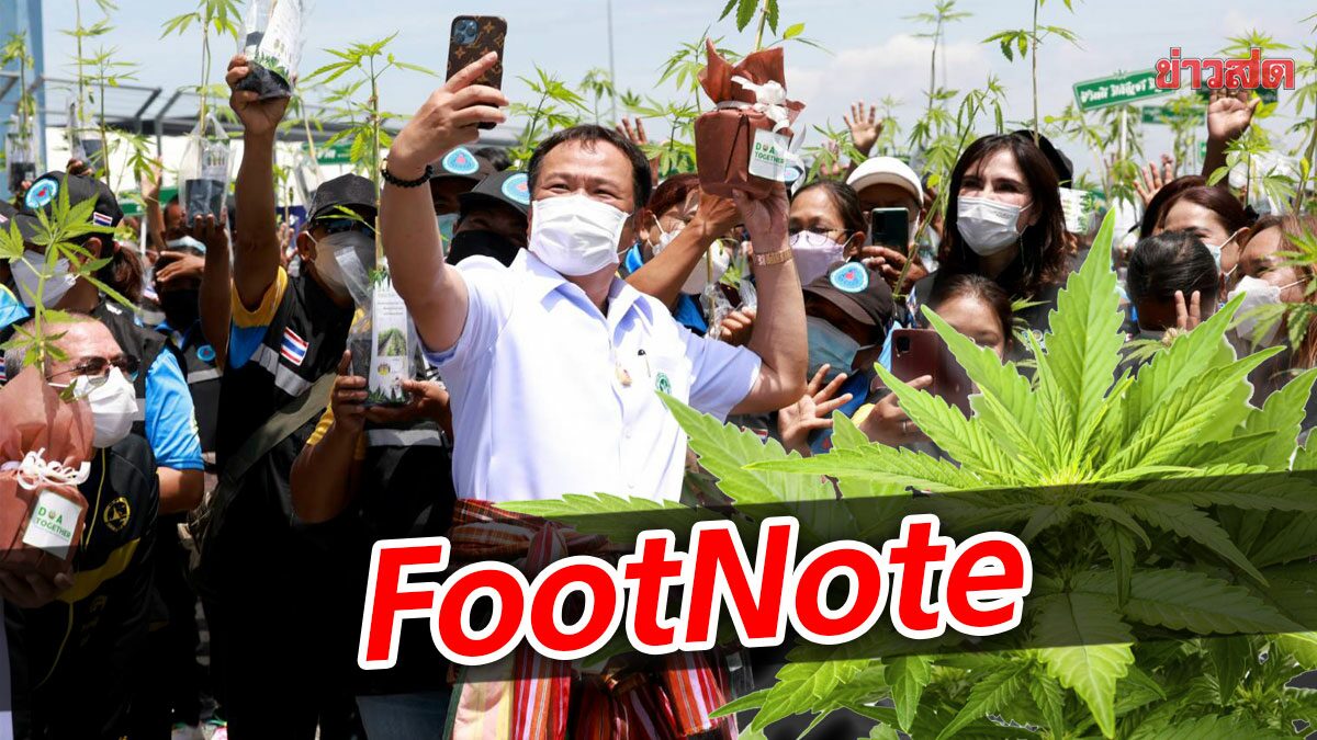 FootNote:กระแสกัญชาเสรี ชูขึ้นสูงเด่น เสริมภาพการเมือง ภูมิใจไทย