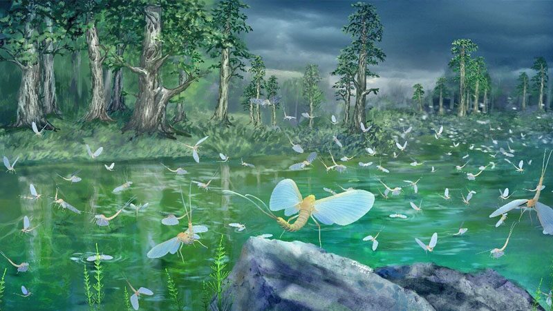 ฟอสซิลแมลงชีปะขาว 180 ล้านปี!