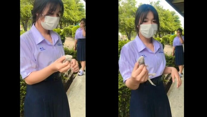 จับตุ๊กแก