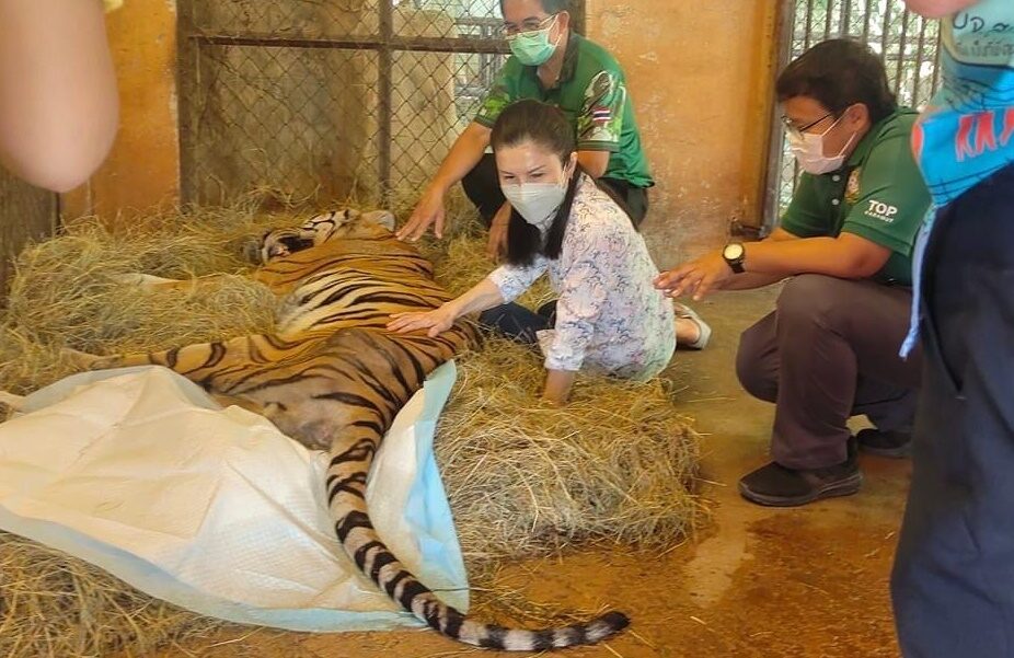 กัญจนา ชู น้องขวัญ Soft Power รณรงค์ต้านซื้อขายสัตว์ป่า รับวันเสือโคร่งโลก 