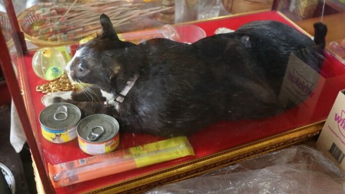 เจ้าโทน