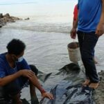 ลูกโลมาอิรวดี เกยชายหาดสะพานหิน เร่งช่วยชีวิต-ส่งรักษา ศูนย์ฯ ระยอง