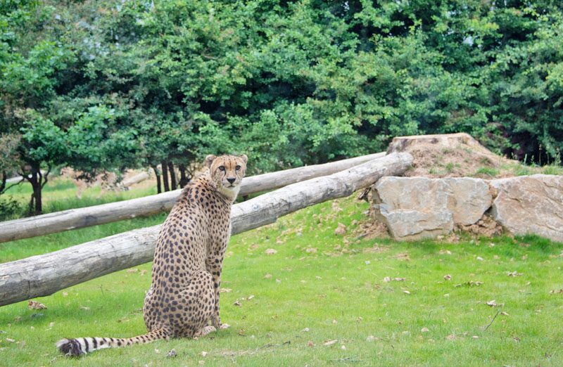 India's cheetah has been in the wild for 70 years after it was declared